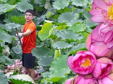 Người trồng sen hồ Tây tất bật thu hoạch, hái bao nhiêu cũng không đủ bán