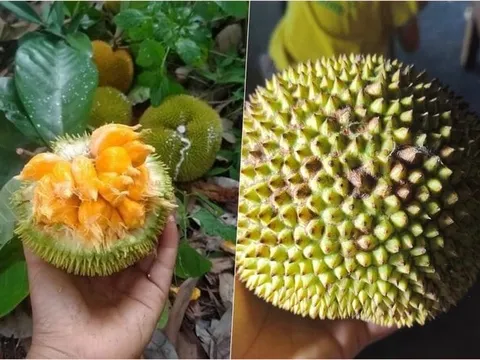 Khách săn lùng mít tí hon quả bằng nắm tay, có vị chua độc lạ