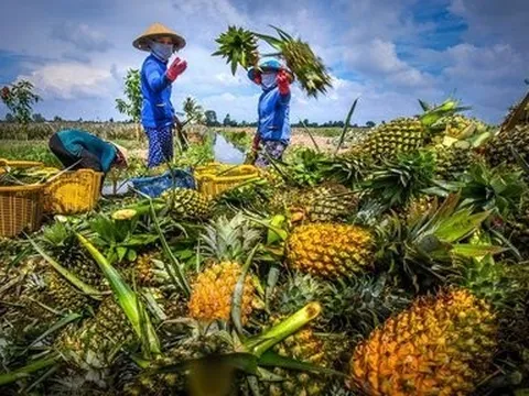 Giá nông sản hôm nay 24/5: Sầu riêng biến động trái chiều, dứa tăng cao, nông dân thu lãi khá