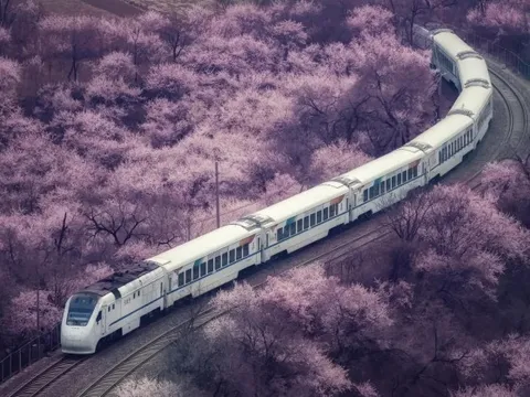 Hình ảnh đoàn tàu chạy vào biển hoa gây sốt cõi mạng Trung Quốc: Tưởng sản phẩm AI, nhưng là cảnh thật rất nổi tiếng