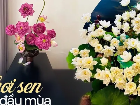 Chị em khoe bình sen đầu mùa: Người chơi sen vàng lạ mắt, người biến 150 bông hoa thành "đầm sen" siêu đẹp trong nhà