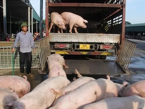 Giá lợn hơi tăng cao nhất trong 2 năm