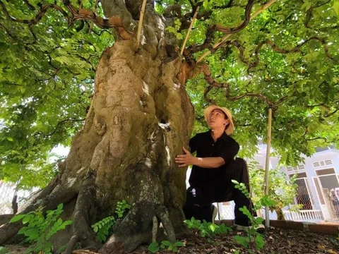 Câu chuyện ly kỳ trên hành trình sưu tầm cây cổ thụ của chàng trai 9X