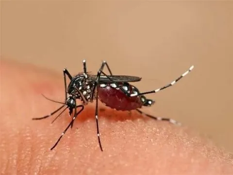 Tp.HCM: Triển khai các hoạt động phòng chống dịch bệnh sốt xuất huyết