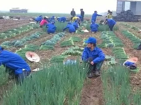 Giá nông sản hôm nay 25/5: Cao su tăng liên tiếp, hành lá được mùa, măng cụt Lái Thiêu giá cao