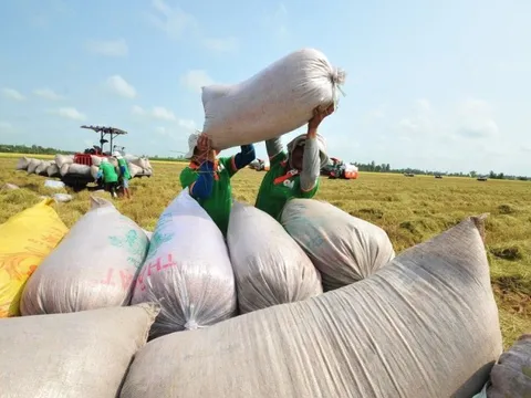 Sớm hoàn thiện hành lang pháp lý cho xuất khẩu gạo
