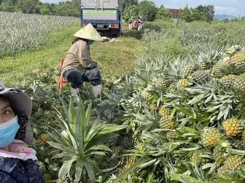 Được mùa dứa 'nữ hoàng', nông dân Nghệ An thu hàng trăm triệu đồng