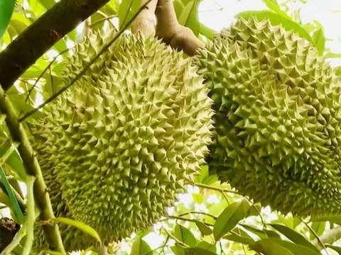 Tiềm ẩn rủi ro khi diện tích trồng sầu riêng tăng quá nhanh