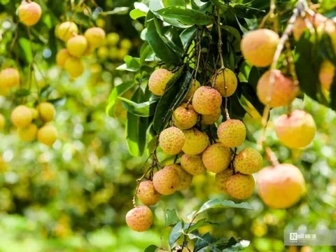 Chung tay để trái vải "phủ sóng" trên các sàn thương mại điện tử