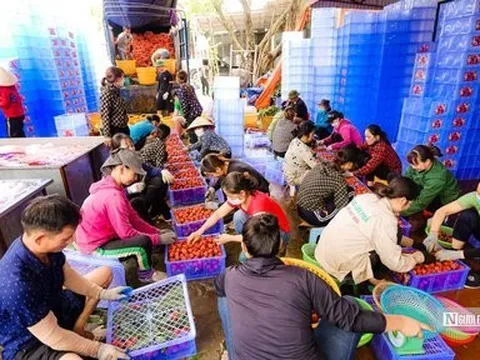 Thành lập Ban Chỉ đạo quốc gia về kinh tế tập thể