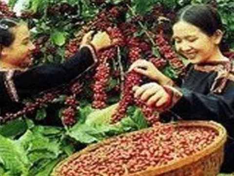 Giá nông sản ngày 5/6: Hồ tiêu thiết lập đỉnh mới, gạo trong nước tăng nhẹ