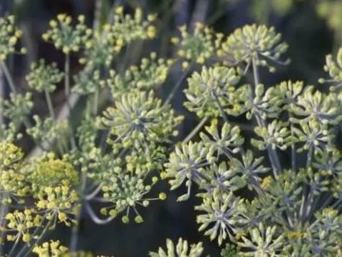 'Cánh hoa nghìn tỷ' cực hiếm của thế giới mọc đầy tại Việt Nam: Ấn Độ có bao nhiêu mua bấy nhiêu, nước ta xuất khẩu đứng thứ 2 toàn cầu