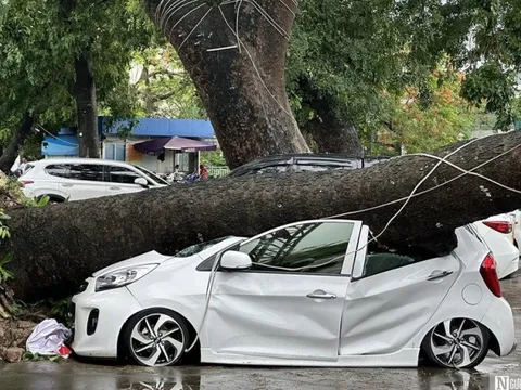 Cây cổ thụ bật gốc đè bẹp ô tô con tại Hải Phòng