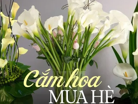 Loài hoa “đỏng đảnh” nhưng nhất định phải cắm vào mùa hè, ưa sáng, chịu được nhiệt độ cao, độ bền lên tới 15 ngày