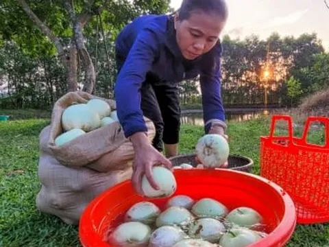 Nắng nóng gay gắt, dân trồng dưa ở Hà Tĩnh phấn khởi đếm quả thu tiền