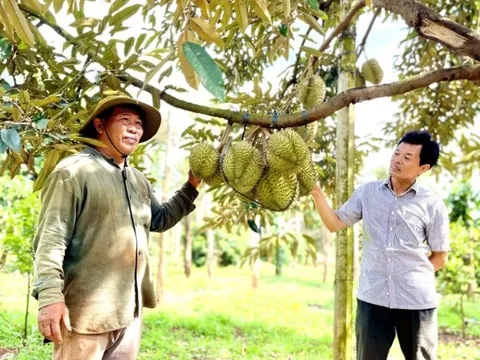 Sầu riêng cuối vụ giá tăng cao, tìm cách xuất khẩu bền vững