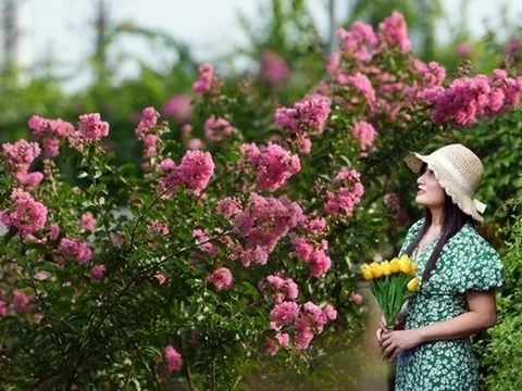 Đắm say với cảnh sắc hoa tường vi rợp phố Hà Nội