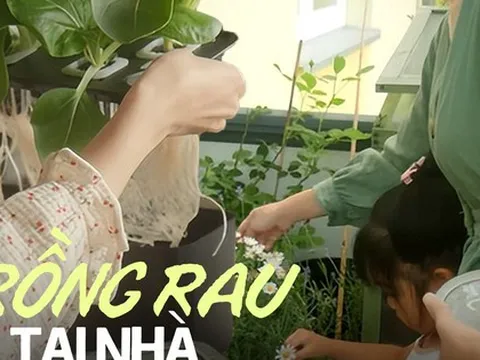 Mẹ đảm cải tạo ban công rộng 8m2 và cùng con trồng hơn 20 loại rau thành khu vườn đẹp đáng ghen tị