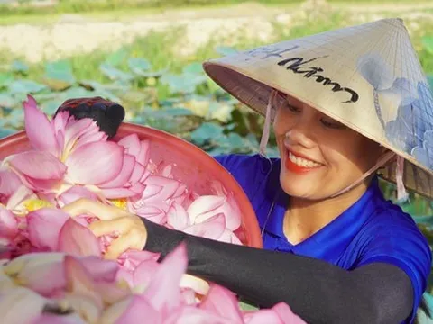 Ra đầm hái sen lúc rạng sáng, mỗi ngày thu tiền triệu