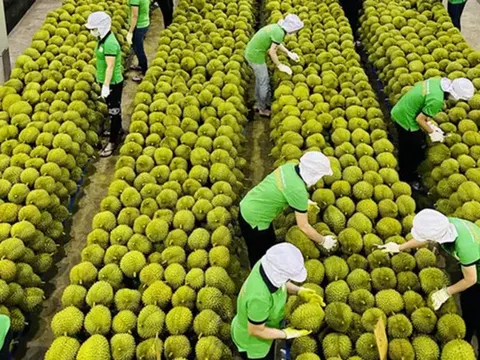 Sầu riêng có thể mang về 3 tỷ USD xuất khẩu
