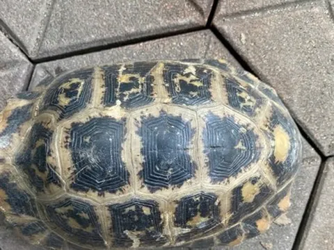 Phát hiện rùa núi vàng quý hiếm trong trường học