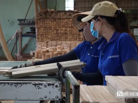 Bình Định triển khai các giải pháp chống mất rừng theo quy định của liên minh châu Âu