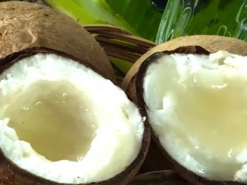 Đặc sản dừa sáp tăng giá, nhiều nông dân Khmer ở Trà Vinh khấm khá