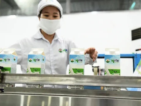 Mộc Châu Milk tăng vay vốn trong bối cảnh kinh doanh sa sút