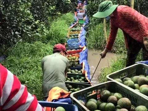 Hàng ngàn hộ trồng cam sành ở Trà Vinh lao đao vì giá lao dốc
