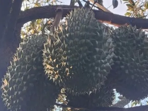 Vườn cây sầu riêng tỉnh Tiền Giang nguy cơ thất mùa dù giá rất cao