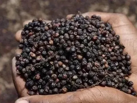 Xuất khẩu hồ tiêu vượt 1 tỷ USD