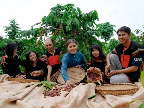 Giá cà phê tăng điên cuồng, Cà phê Thắng Lợi thắng lớn