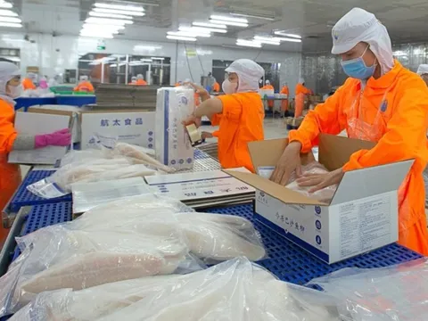 Quý III khởi sắc, Nam Việt vẫn chưa hoàn thành 20% kế hoạch năm