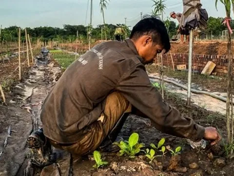 Người dân Nhật Tân trồng cúc, rau cải để bán... cho kịp Tết