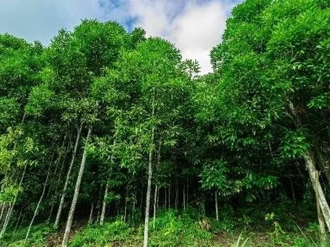 Loài cây gỗ quý từ Indonesia giúp Việt Nam lên ngôi vương của thế giới: Nước ta sở hữu diện tích trồng hơn 180.000 ha, thu về gần 200 triệu USD kể từ đầu năm