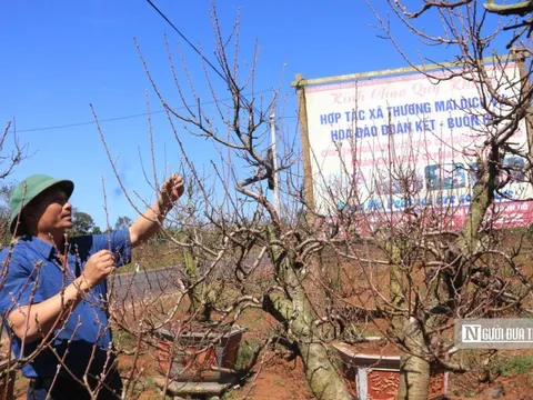 "Thủ phủ" hoa đào trên cao nguyên Đắk Lắk sẵn sàng đón Tết