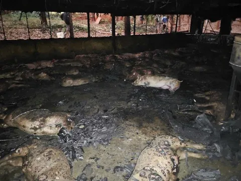 Giây phút lửa thiêu rụi 1.600 con heo qua lời kể của chủ trại