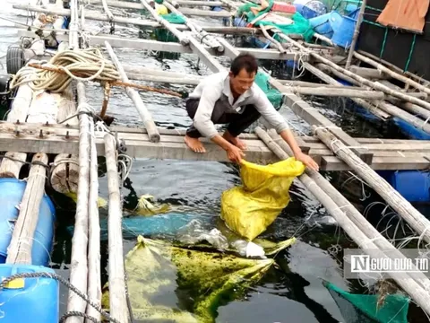 Gom rác từ biển vào bờ, người dân Phú Yên ngăn nỗi lo tôm cá chết hàng loạt