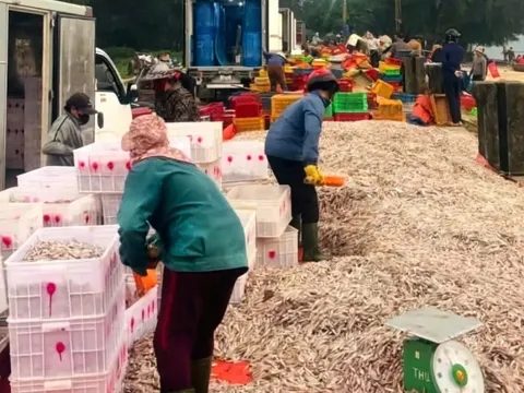 Hà Tĩnh: Ra khơi cận Tết, ngư dân trúng đậm 300 tấn cá cơm