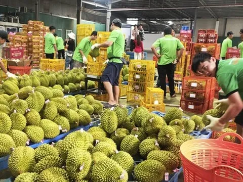 Lời giải cho xuất khẩu sầu riêng