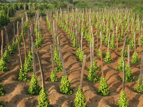 Cứu tinh từ Indonesia đổ bộ giúp Việt Nam thâu tóm thị trường toàn cầu: Nắm 60% kim ngạch xuất khẩu, thế giới ngày càng khan hiếm