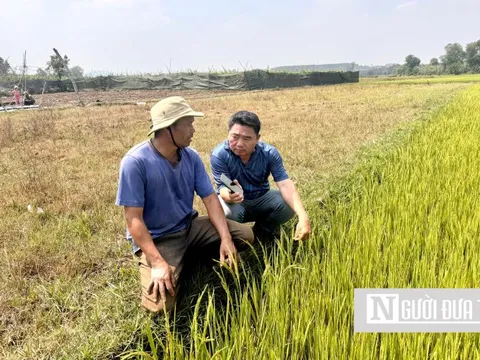 Gia Lai: Hàng trăm ha lúa trổ bông chết khô vì hạn hán