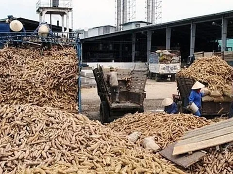 Giá sắn lao dốc mạnh nhất 10 năm qua