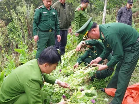 Người phụ nữ trồng gần 1.000 cây thuốc phiện trong vườn rau cải