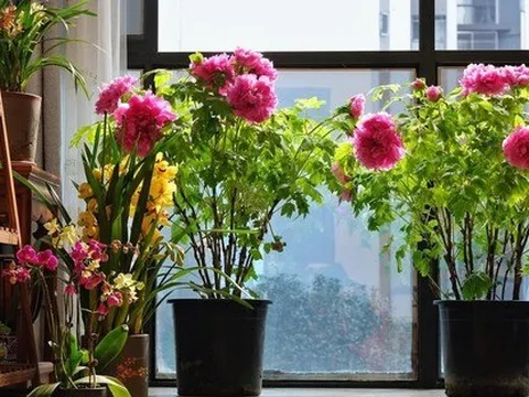 7 loài hoa sống khỏe, nở đúng hẹn đẹp không tì vết, người lười mấy cũng trồng được