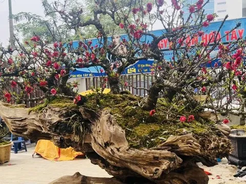 Đào thất thốn bạc tỷ xuống phố