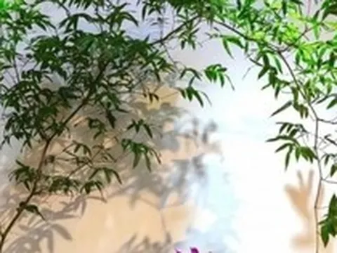 Muốn phòng khách lên level thượng lưu, tôi khuyên bạn ĐỪNG TRỒNG HOA: 8 cây xanh này mới là "thần" chiêu tài hút lộc, siêu khí chất