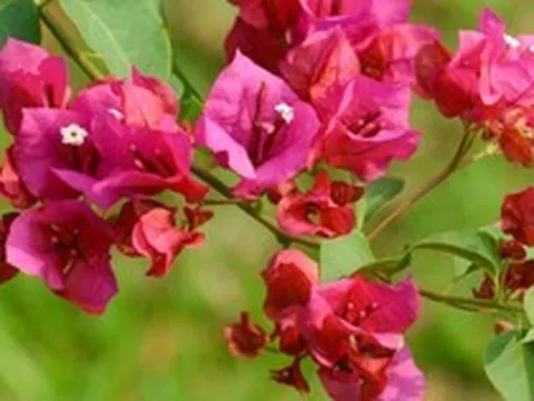 9 lý do tại sao gia đình nào cũng nên trồng cây hoa giấy