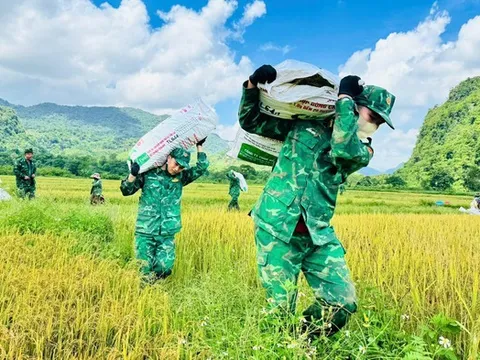 Ảnh: Thấm đẫm tình quân dân trên cánh đồng biên giới