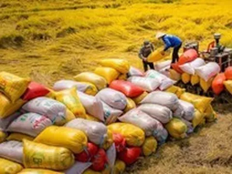 Xuất khẩu 70.000 tấn gạo Việt xanh phát thải thấp